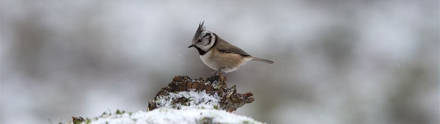 Five winter nature highlights in Scotland