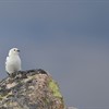 Five facts about snow bunting