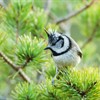 Five facts about crested tits