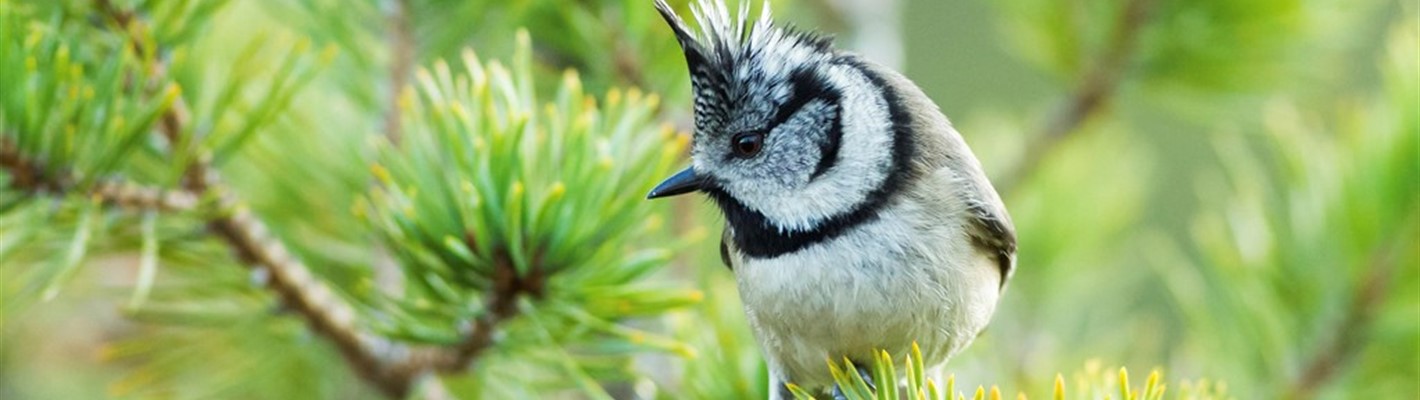 Five facts about crested tits