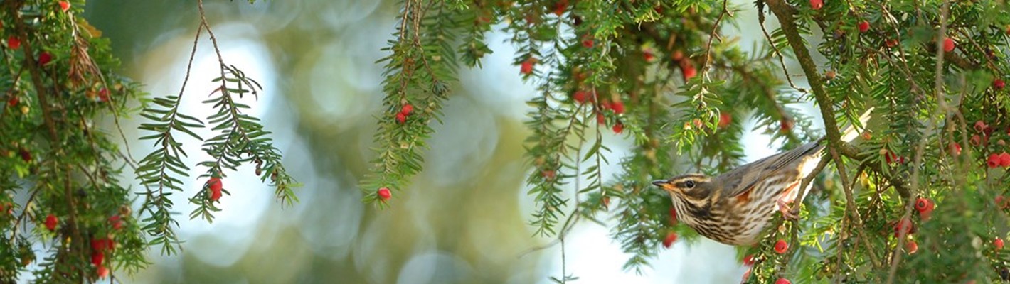 Five facts about our Christmas nature