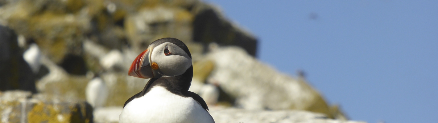 Restoring nature and protecting Scotland’s iconic species