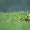 Celebrating the return of corn buntings with (potentially) Scotland’s first-ever food, farming and wildlife trails