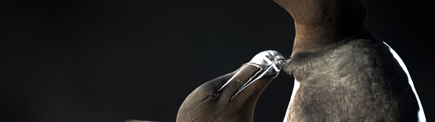 Five facts about razorbills
