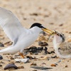 Doing a good tern