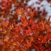 Red autumn leaves