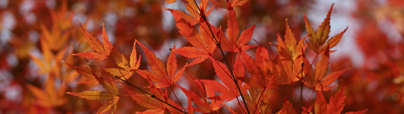 Red autumn leaves