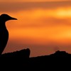 The spectacular species of Scotland’s summer