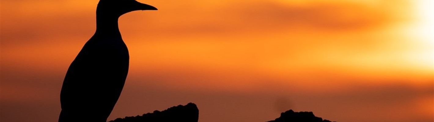 The spectacular species of Scotland’s summer