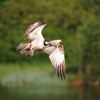 Five facts about Ospreys