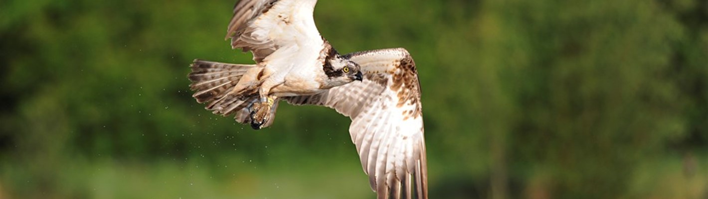 Five facts about Ospreys