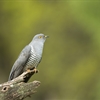 Five facts about cuckoos
