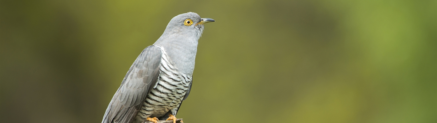 Five facts about cuckoos