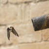 A Sand Martin flying towards a pipe sticking out of a wall.