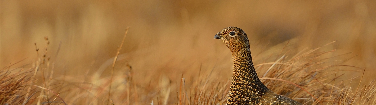 Golden opportunity to tackle bird of prey killings and stop peatland burning in Scotland