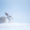 Scotland&#39;s receding hare line