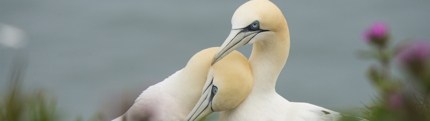 Two Gannets resting their heads against each other.