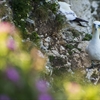 World Ocean Day 2021: What does it take to save seabirds in Scotland?