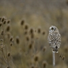 Tackling Invasive Non-native Species in Scotland