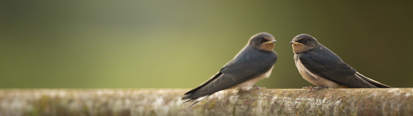 Two Swallows on a pipe.