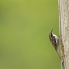 Five facts about Treecreepers