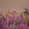 A brown bird nestled down in purple and brown heather.