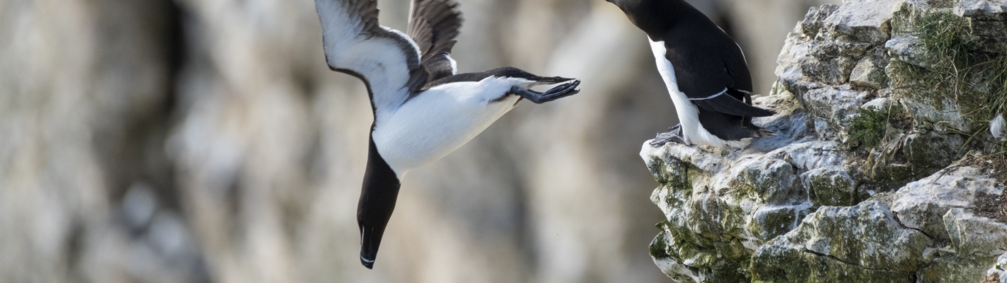 Two Razorbills. One is standing on the cliff, the other has just dived off.