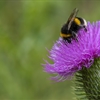 A bumblebee on a thistle