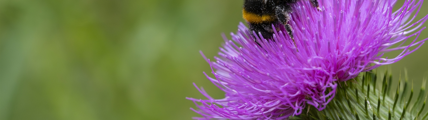A bumblebee on a thistle