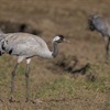 A record-breaking year for Scottish Cranes