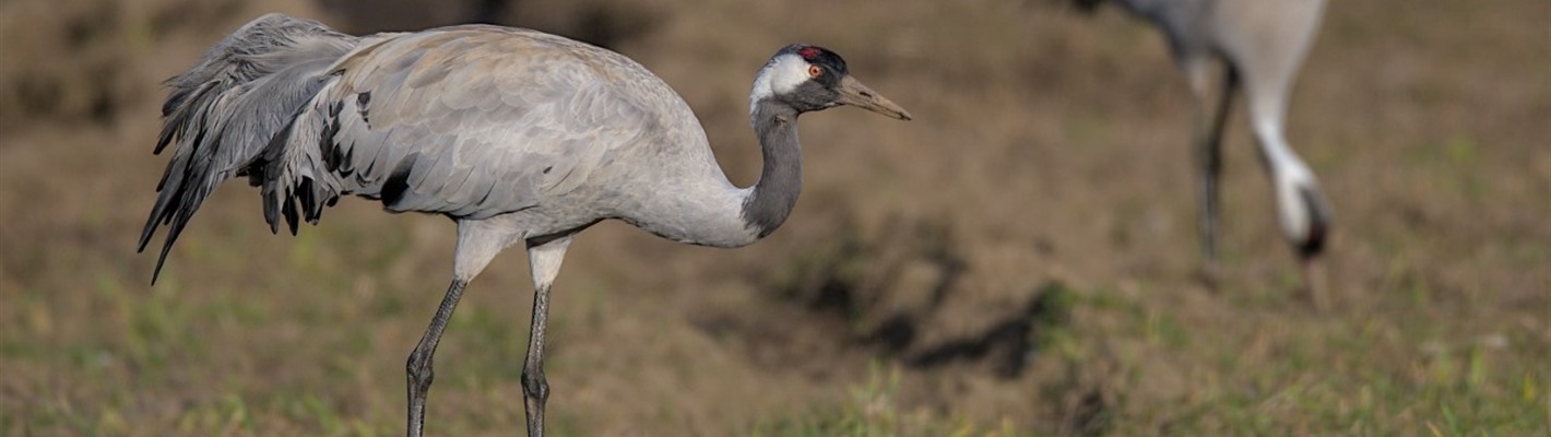 A record-breaking year for Scottish Cranes