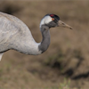 A Crane walking in a muddy field while another feeds in the background.