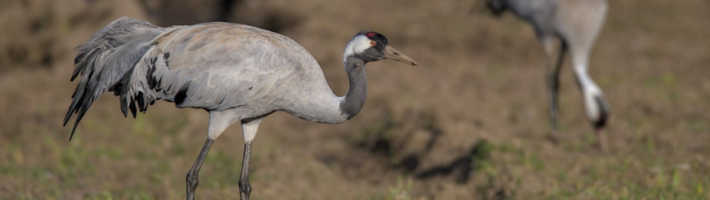 A Crane walking in a muddy field while another feeds in the background.