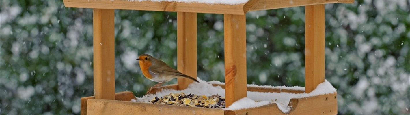 Look after wildlife in the winter garden
