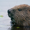 Application to translocate family of beavers to RSPB Scotland Loch Lomond submitted
