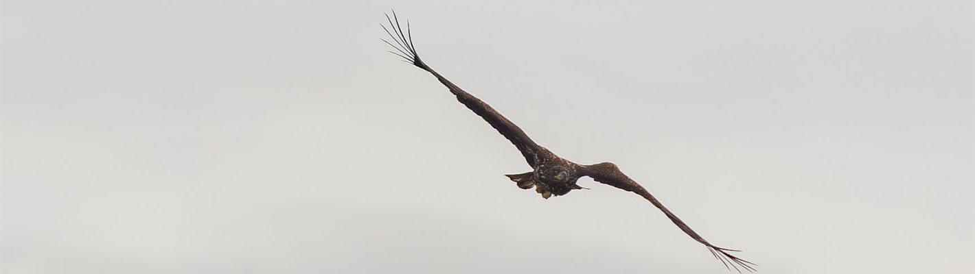 A White-tailed Eagle chick with a damaged wing, in flight in Mull