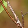 Even more Rare Invertebrates in the Cairngorms