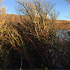 Rhododendron removal: Restoring Uist&#39;s rare woodland