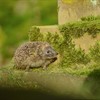 Big Garden Birdwatch: Beyond the birds