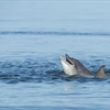 Five facts about bottlenose dolphins