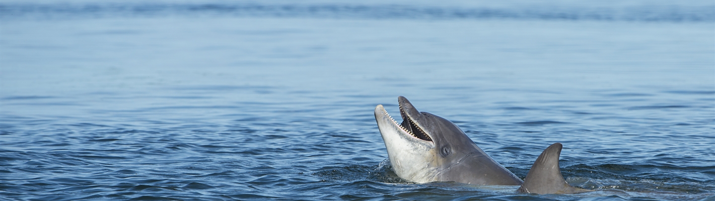 Five facts about bottlenose dolphins