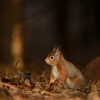 Autumn in the Cairngorms