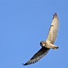 Five facts about short-eared owls