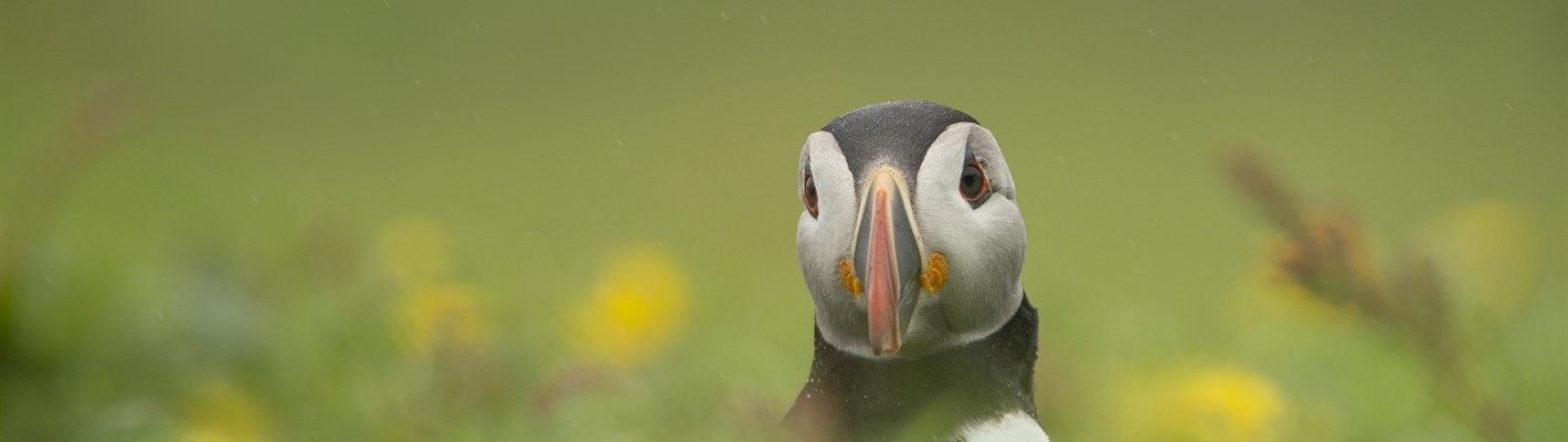 Scottish Biodiversity Strategy: Our response and what it means for nature