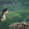 Another successful year for the Loch Insh ospreys