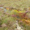 A dynamic wetland for waders at Airds Moss