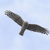 Five facts about hen harriers