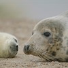 Five facts about grey seals