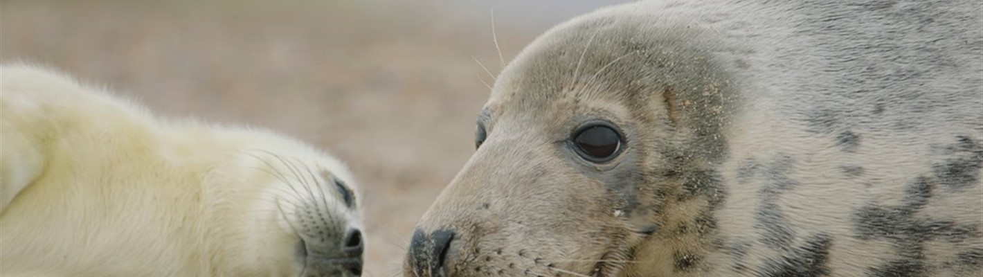 Five facts about grey seals