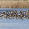 RSPB Scotland’s birding day out: Dashing ducks!